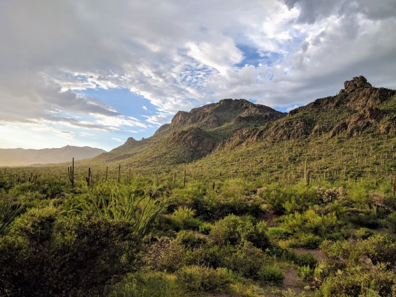 Sonoran Desert Landscape